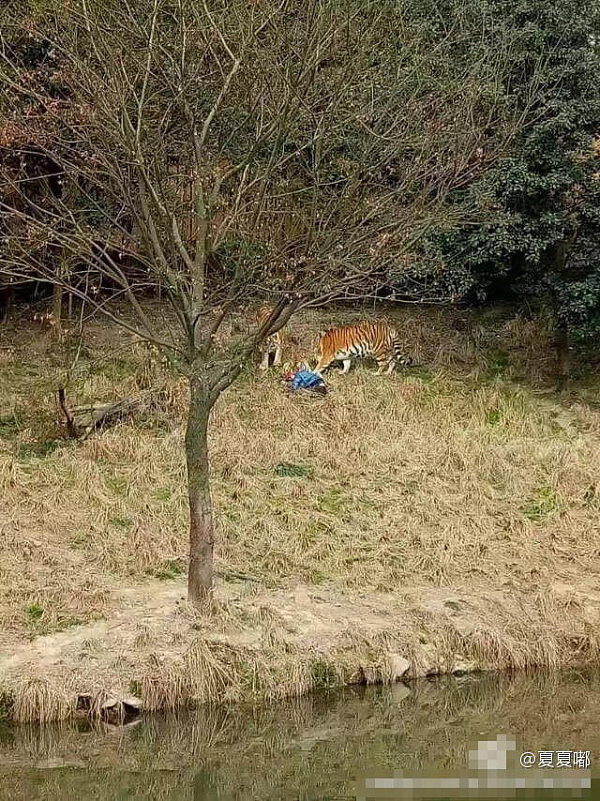 浙江被老虎咬伤游客抢救无效身亡 咬人老虎被击毙 - 2