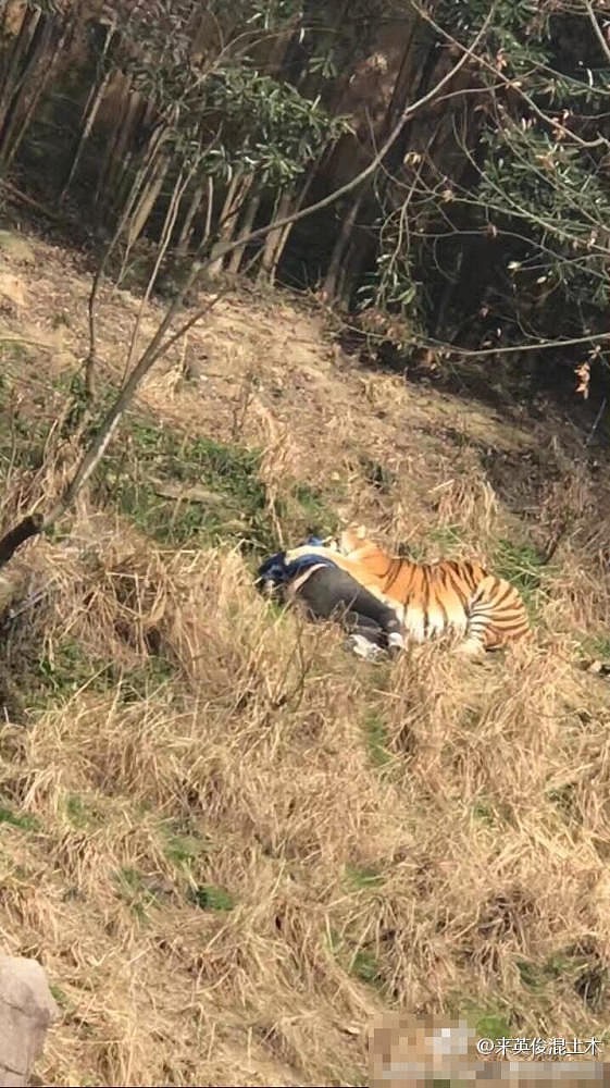 浙江被老虎咬伤游客抢救无效身亡 咬人老虎被击毙 - 4