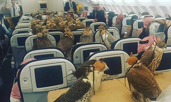 高规格待遇！沙特王子带着他的80只鹰坐飞机(图) - 3