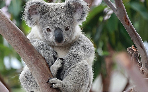 koala-08.jpg.jpg,0