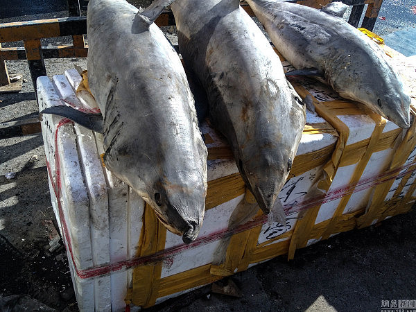 长春鱼贩当街卖鲨鱼 15元一斤没人敢买 - 1
