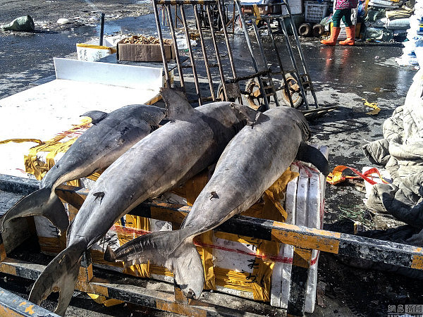 长春鱼贩当街卖鲨鱼 15元一斤没人敢买 - 2