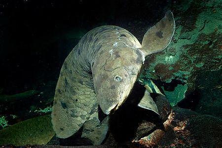 活到90多岁:世界最长寿鱼在芝加哥水族馆离世 - 2