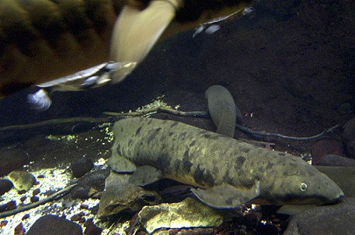 活到90多岁:世界最长寿鱼在芝加哥水族馆离世 - 3