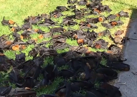 全怪天气太炎热! 新州数百只狐蝠直接被热死 尸体还悬挂在树上(图) - 3