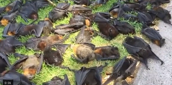 全怪天气太炎热! 新州数百只狐蝠直接被热死 尸体还悬挂在树上(图) - 2