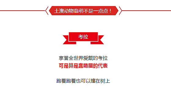 澳洲有一种昆虫。。。马上要灭绝了。。。主要原因是。。。它们太蠢。。。爱错了对象。。。只有澳洲才有这么蠢的生物！ - 15