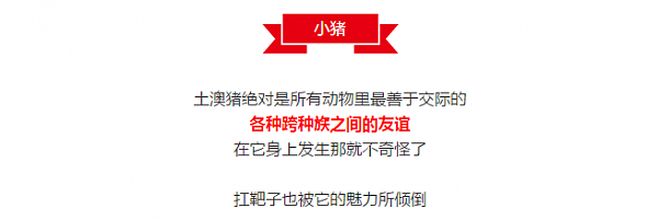 澳洲有一种昆虫。。。马上要灭绝了。。。主要原因是。。。它们太蠢。。。爱错了对象。。。只有澳洲才有这么蠢的生物！ - 23