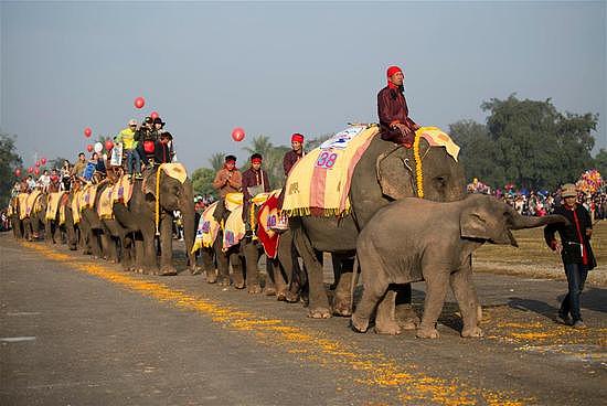 老挝迎来大象节 大象们进行游行表演画画 - 1