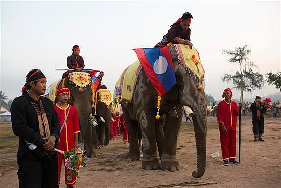 老挝迎来大象节 大象们进行游行表演画画 - 3