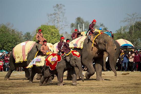 老挝迎来大象节 大象们进行游行表演画画 - 4