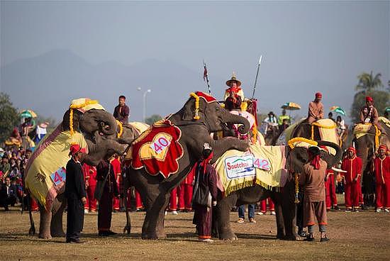 老挝迎来大象节 大象们进行游行表演画画 - 5