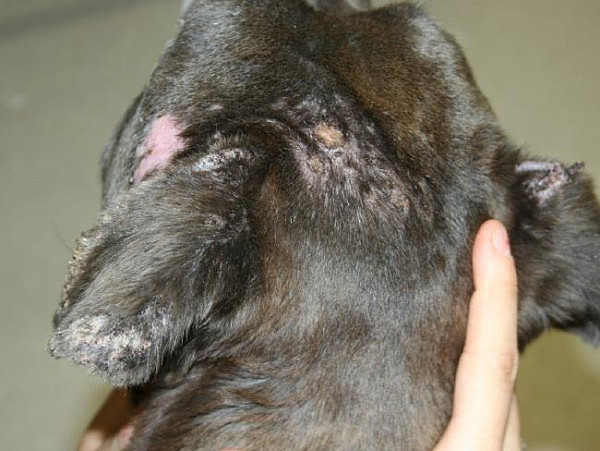 悉尼男子虐狗行为令人发指 虐待动物罪成被罚$8万+ - 4