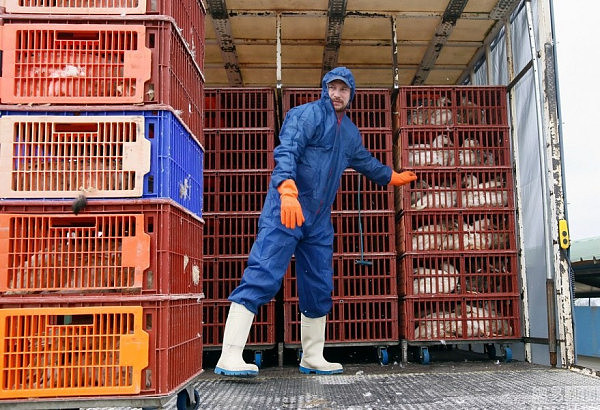 法国扑杀鹅肝酱产地36万只鸭子 抗击禽流感 - 2