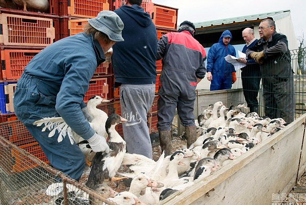法国扑杀鹅肝酱产地36万只鸭子 抗击禽流感 - 3