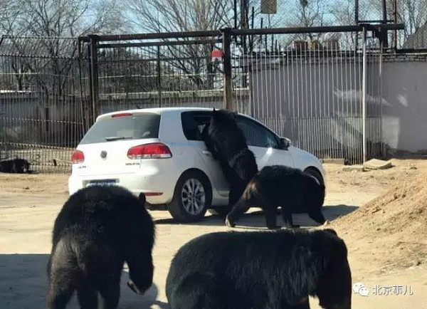 北京野生动物园又发险情！轿车遭黑熊围堵 熊爪伸进车内 - 1