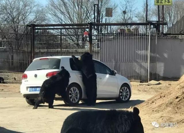 北京野生动物园又发险情！轿车遭黑熊围堵 熊爪伸进车内 - 3