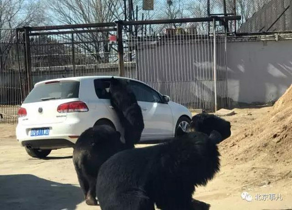 北京野生动物园又发险情！轿车遭黑熊围堵 熊爪伸进车内 - 4