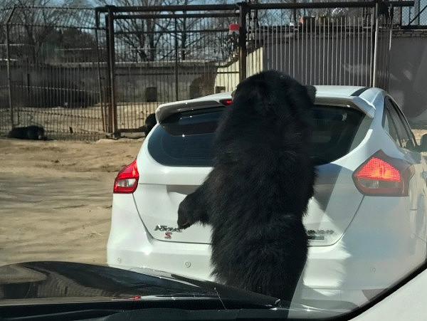 北京野生动物园又发险情！轿车遭黑熊围堵 熊爪伸进车内 - 5