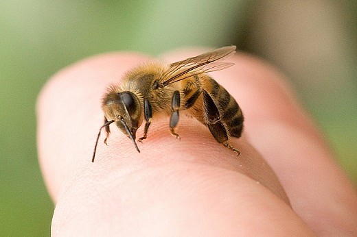 全城急寻“笨贼”！墨尔本40kg大蜂巢失窃! 内有5万只蜜蜂 窃贼恐被蛰成