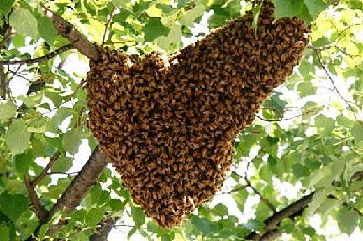 全城急寻“笨贼”！墨尔本40kg大蜂巢失窃! 内有5万只蜜蜂 窃贼恐被蛰成