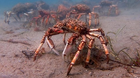 食指大动or头皮发麻？澳洲巨型蜘蛛蟹提前大迁徙 还合力撕碎一只章鱼！（视频） - 1