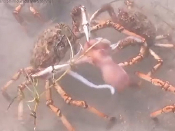 食指大动or头皮发麻？澳洲巨型蜘蛛蟹提前大迁徙 还合力撕碎一只章鱼！（视频） - 4