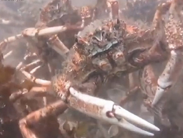 食指大动or头皮发麻？澳洲巨型蜘蛛蟹提前大迁徙 还合力撕碎一只章鱼！（视频） - 5