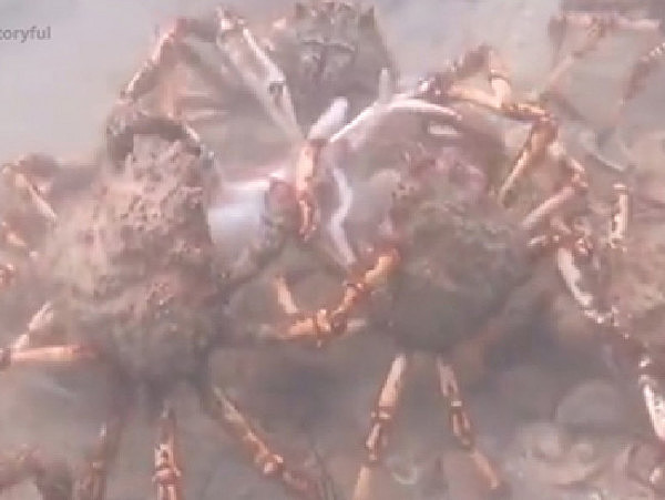 食指大动or头皮发麻？澳洲巨型蜘蛛蟹提前大迁徙 还合力撕碎一只章鱼！（视频） - 6