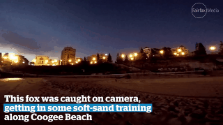 悉尼Coogee海滩惊现“内衣大盗” 作案者竟是野狐狸！附近居民居然称“它们很可爱”！（视频） - 2