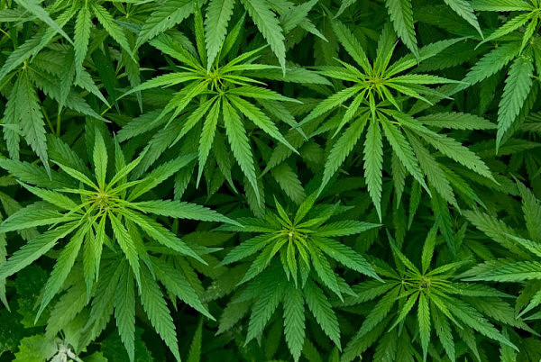 cannabis-1.jpg,0