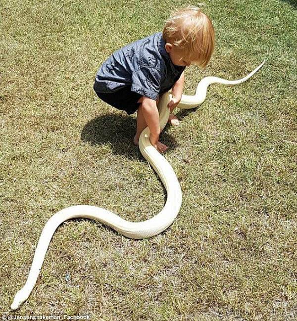 厉害了！澳洲年龄最小的捕蛇人原来是2岁都不到的小萌娃！出生才一天就随妈妈出来捕蛇了  - 3
