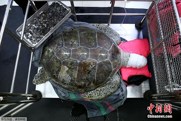 泰国海龟误食许愿池硬币 医生为其“洗胃”(组图) - 1