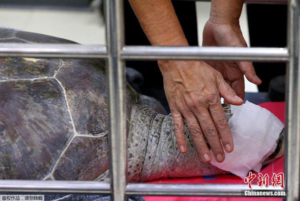 泰国海龟误食许愿池硬币 医生为其“洗胃”(组图) - 6