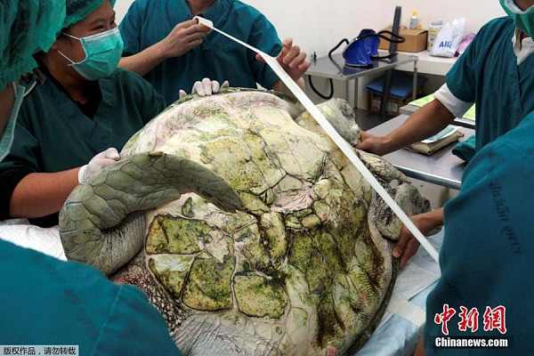 泰国海龟误食许愿池硬币 医生为其“洗胃”(组图) - 7