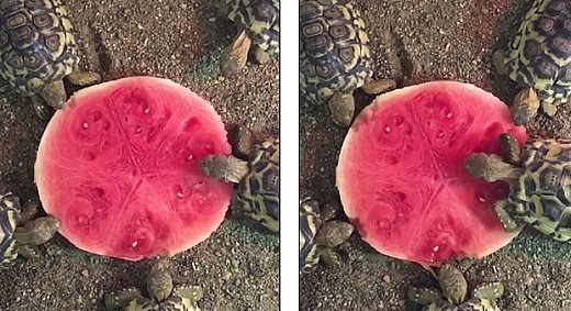超可爱！实拍澳动物园小陆龟抢吃西瓜 半个悉尼都要被萌翻了(视频) - 1