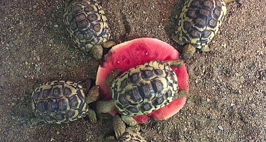 超可爱！实拍澳动物园小陆龟抢吃西瓜 半个悉尼都要被萌翻了(视频) - 2