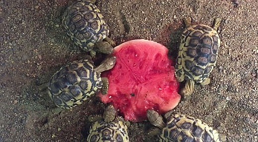 超可爱！实拍澳动物园小陆龟抢吃西瓜 半个悉尼都要被萌翻了(视频) - 3