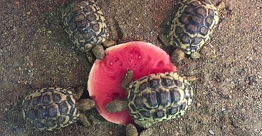 超可爱！实拍澳动物园小陆龟抢吃西瓜 半个悉尼都要被萌翻了(视频) - 5