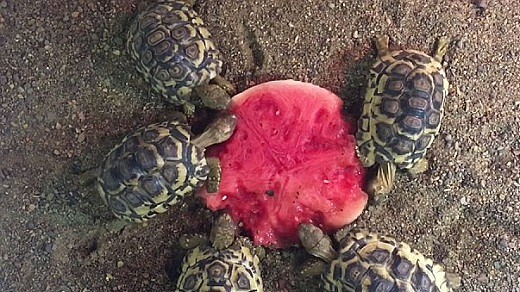 超可爱！实拍澳动物园小陆龟抢吃西瓜 半个悉尼都要被萌翻了(视频) - 4