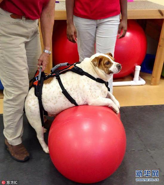 美国狗狗重76斤险胖死 健身减肥从矮胖墩蜕变成美汪 - 6