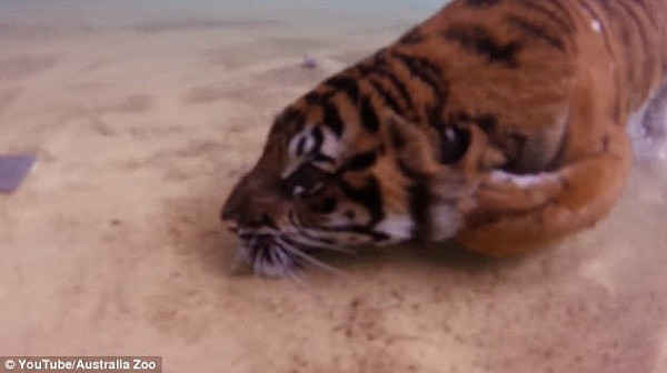 谁说猫科动物都怕水！澳洲动物园孟加拉虎潜水觅食展英姿（视频） - 2