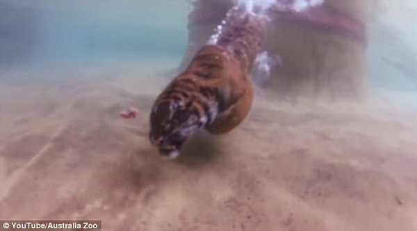 谁说猫科动物都怕水！澳洲动物园孟加拉虎潜水觅食展英姿（视频） - 3