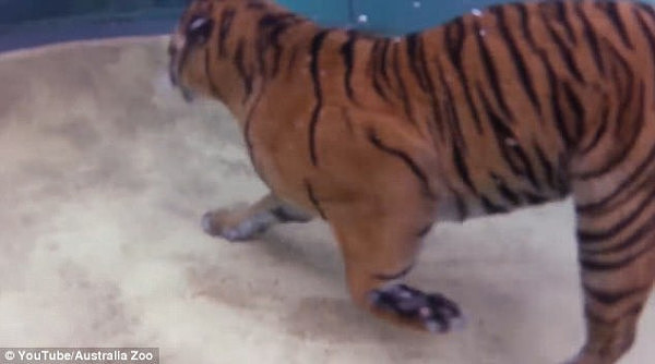 谁说猫科动物都怕水！澳洲动物园孟加拉虎潜水觅食展英姿（视频） - 4