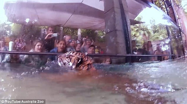 谁说猫科动物都怕水！澳洲动物园孟加拉虎潜水觅食展英姿（视频） - 5