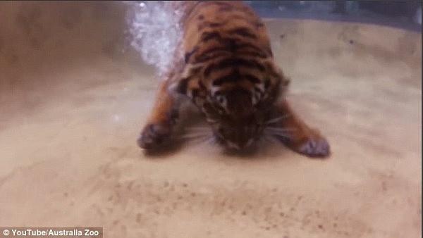 谁说猫科动物都怕水！澳洲动物园孟加拉虎潜水觅食展英姿（视频） - 6
