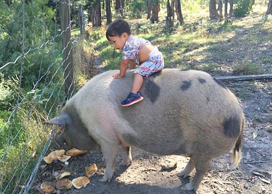 辣眼睛！迷你宠物猪长成巨大“家猪” 澳1岁男童爆笑骑猪照（图） - 2