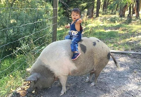 辣眼睛！迷你宠物猪长成巨大“家猪” 澳1岁男童爆笑骑猪照（图） - 1