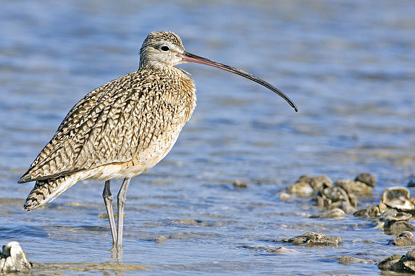 Curlew_-_natures_pics.jpg,0