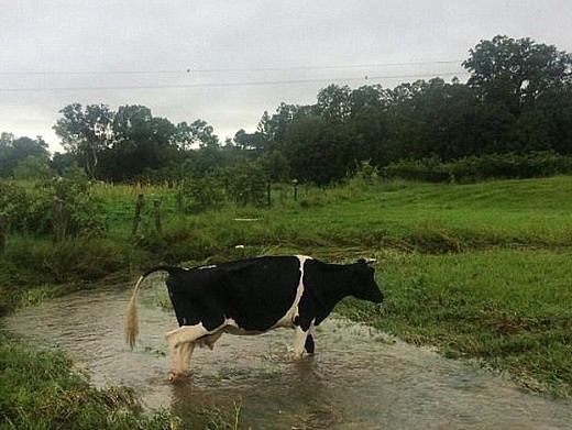 3E5055D300000578-0-A_cow_is_pictured_walking_through_minor_flooding_on_a_farm_in_Eu-m-71_1489631755626.jpg,0